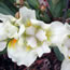 Iris pumila Dollop of Cream